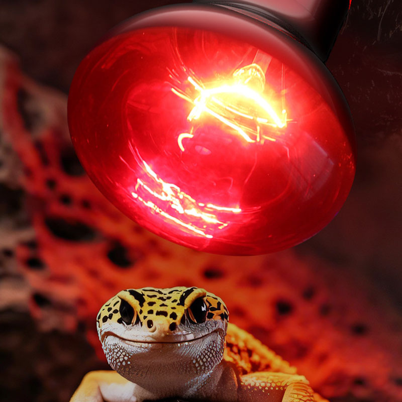 Żarówka grzewcza dla gadów 100 – Gecko Lighting & Decor recenzja i cena